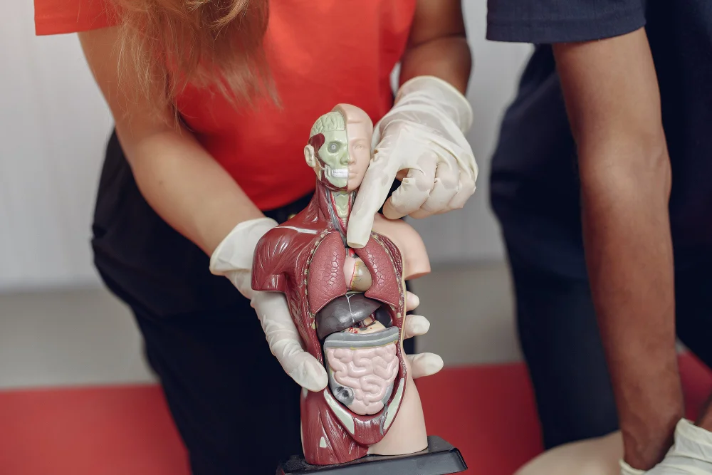 The Connection Between Oral Health and Cardiovascular Disease